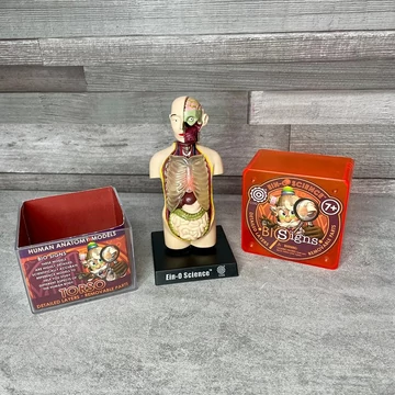 Big Signs Ein-O Science emberi anatómiai oktatómodell torzó