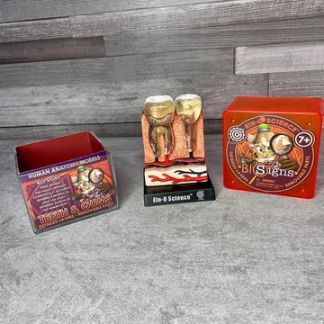 Big Signs Ein-O Science emberi anatómiai oktatómodell fog