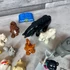 Lego Duplo állat játék figura szett